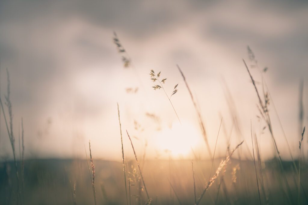 A blurry image of some grass in the sun.